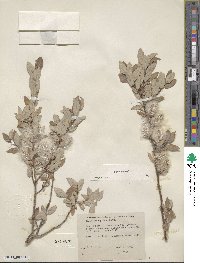 Salix glauca image