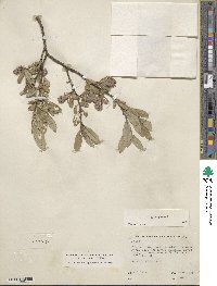 Salix glauca image