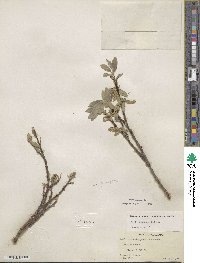 Salix glauca image