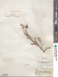 Salix glauca image