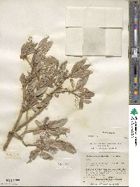 Salix glauca image