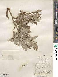 Salix glauca image