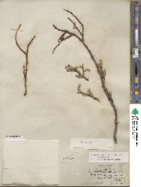 Salix glauca image