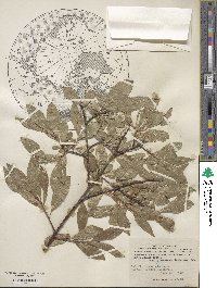 Salix glauca image