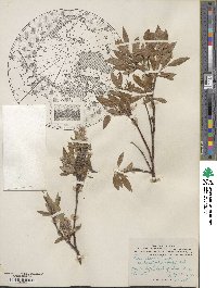 Salix glauca image