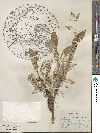 Salix glauca image