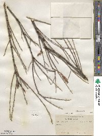 Salix glauca image