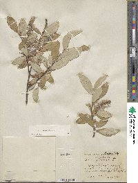 Salix glauca image