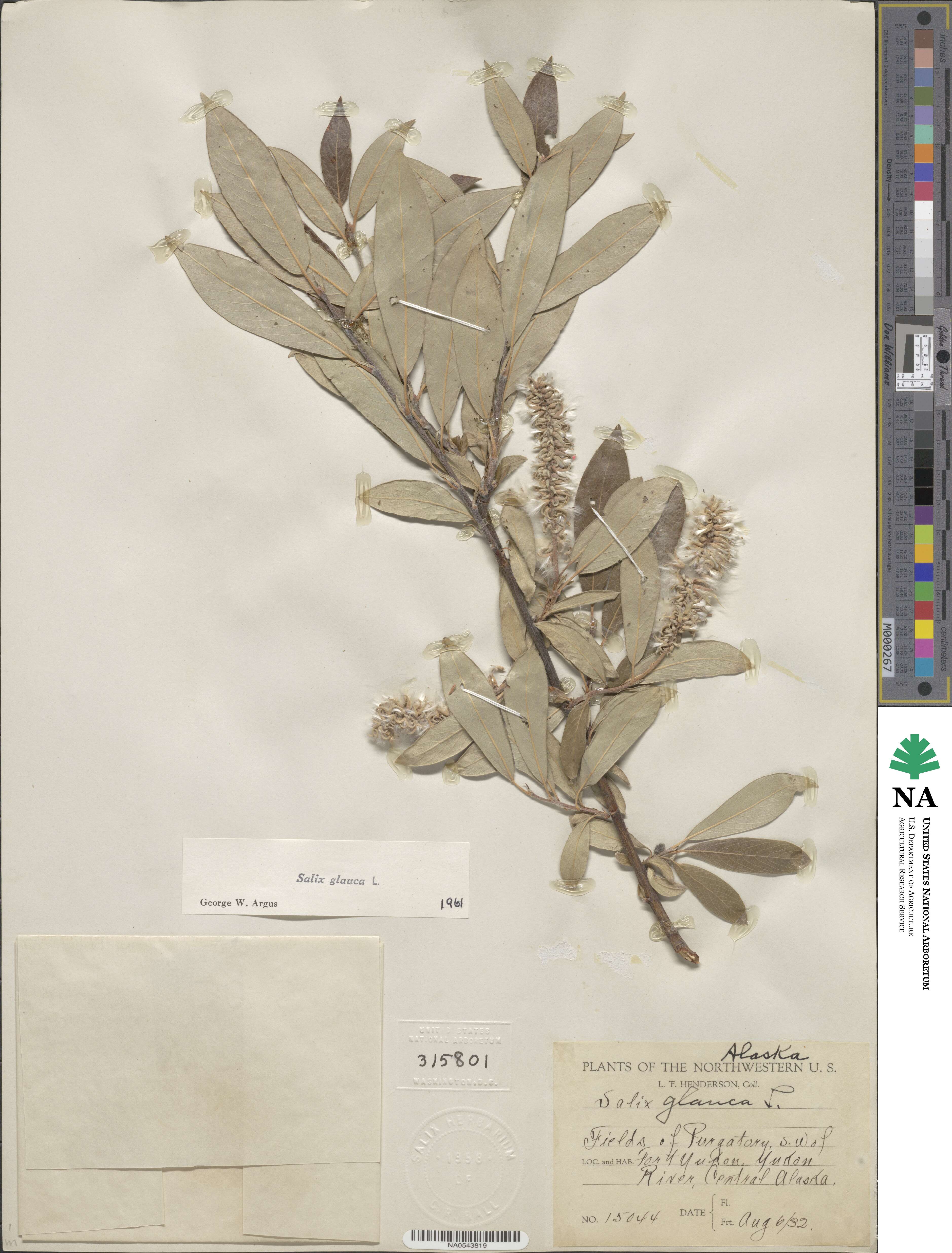 Salix glauca image