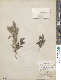 Salix glauca image