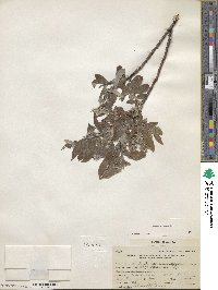 Salix glauca image