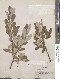 Salix glauca image