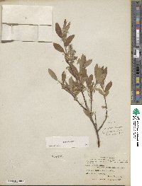 Salix glauca image