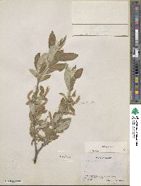 Salix glauca image
