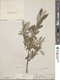 Salix glauca image