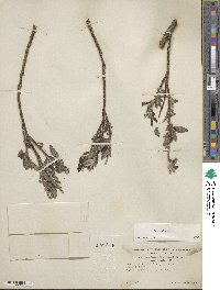 Salix glauca image