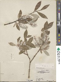 Salix glauca image