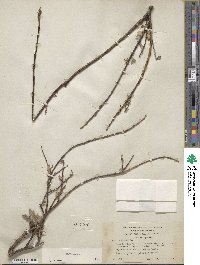 Salix glauca image