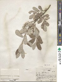 Salix glauca image