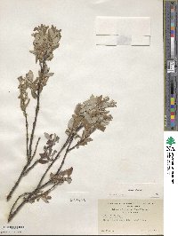 Salix glauca image