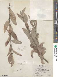 Salix glauca image