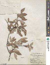 Salix glauca image