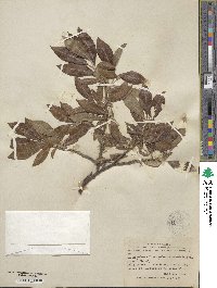 Salix glauca image