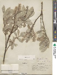 Salix glauca image