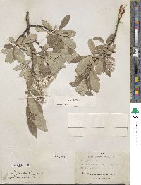 Salix glauca image