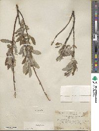 Salix glauca image