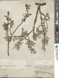 Salix glauca image