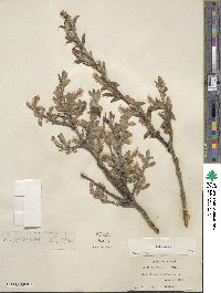 Salix glauca image