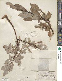 Salix glauca image