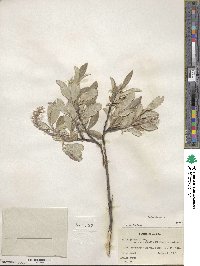 Salix glauca image