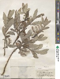 Salix glauca image