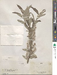 Salix glauca image