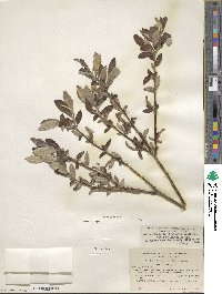 Salix glauca image