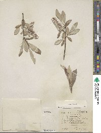 Salix glauca image