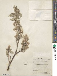 Salix glauca image