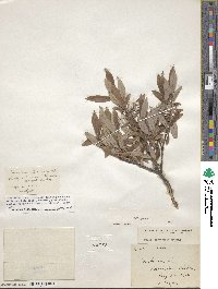 Salix glauca image