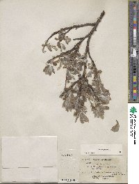 Salix glauca image