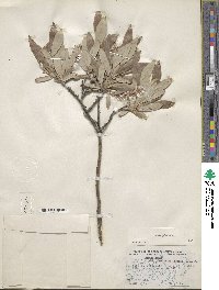 Salix glauca image