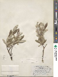 Salix glauca image