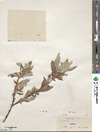 Salix glauca image