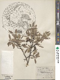 Salix glauca image