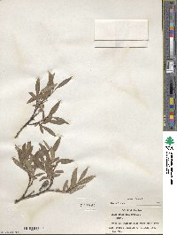 Salix glauca image