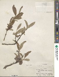 Salix glauca image