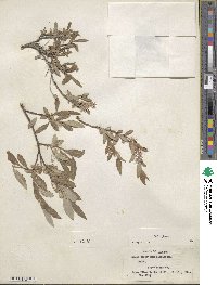 Salix glauca image