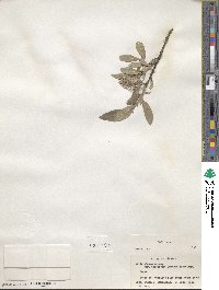 Salix glauca image