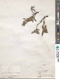 Salix glauca image